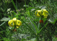 Lilium pyrenaicum