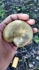 Cortinarius infractus