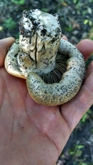 Cortinarius infractus