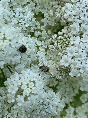 Käfer
