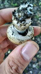 Cortinarius infractus