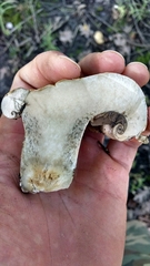 Cortinarius infractus