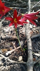 Zephyranthes bifida