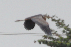 Ardea purpurea