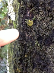 Coenogonium implexum