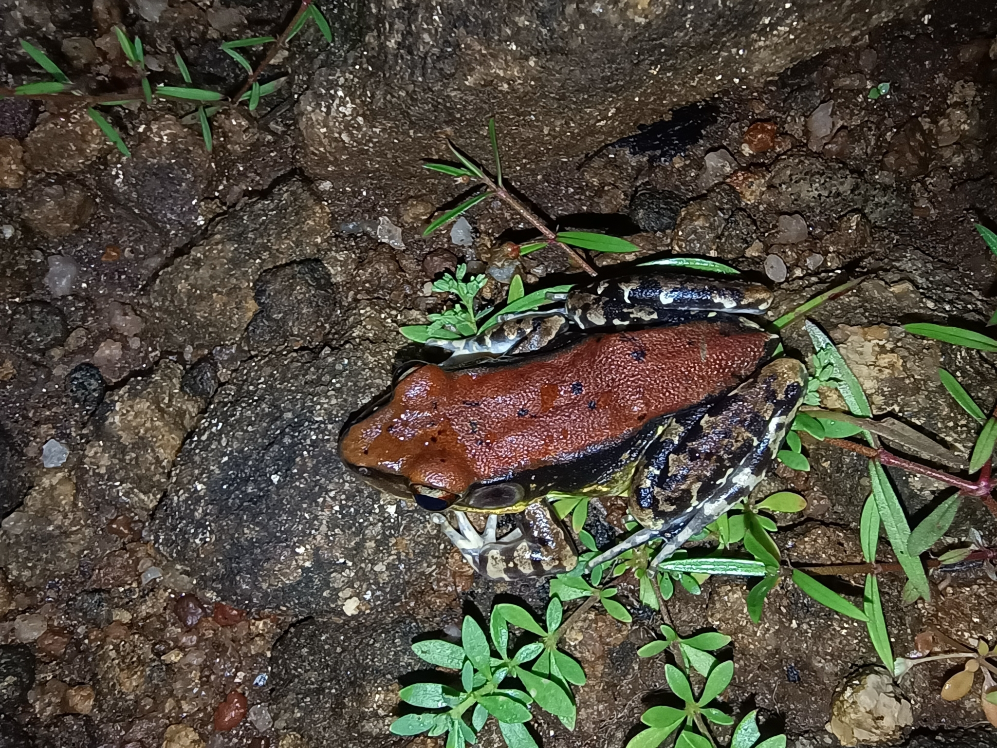 Malabar Fungoid Frog