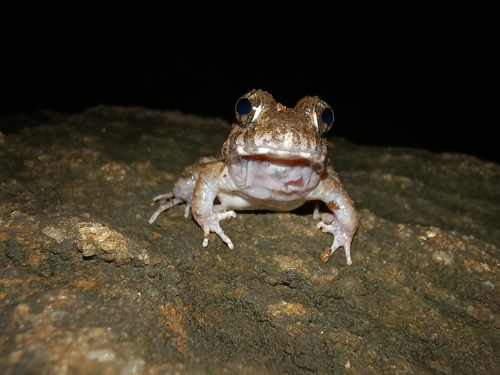 Kadar Cricket Frog