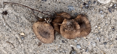 Image of Amboyna Wood (Pterocarpus indicus) by (c) Ong Jyh Seng, some rights reserved (CC BY-SA)