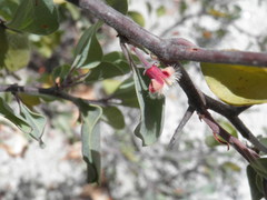 Ximenia
