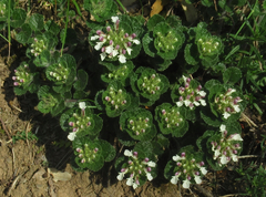 Teucrium pyrenaicum