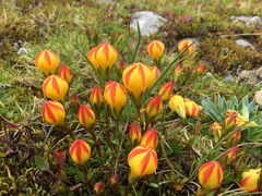 Gentianella hirculus