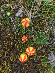 Gentianella hirculus