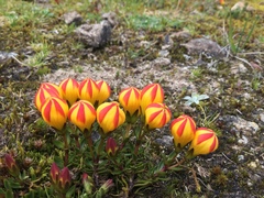 Gentianella hirculus