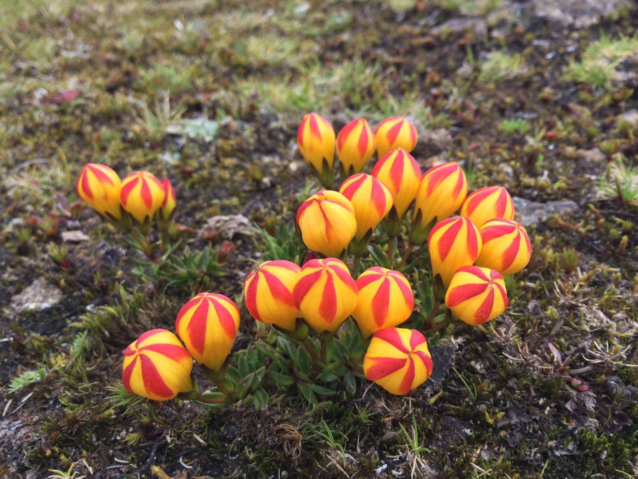 Gentianella