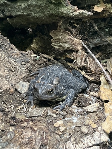 American Toad