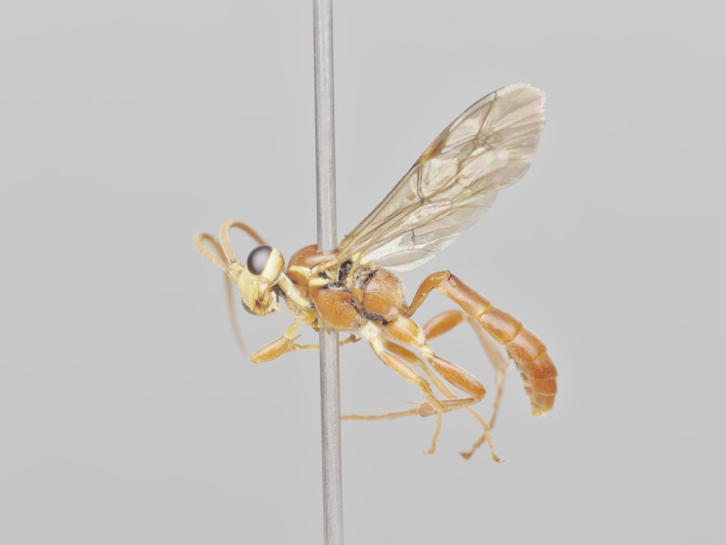 Rictichneumon residuus