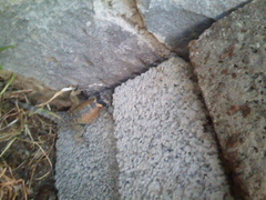 Sceloporus mucronatus