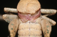 Aglaothorax