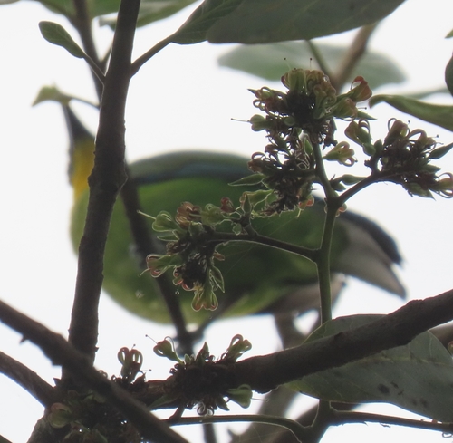 Chloropsis palawanensis observed 2025-02-06
