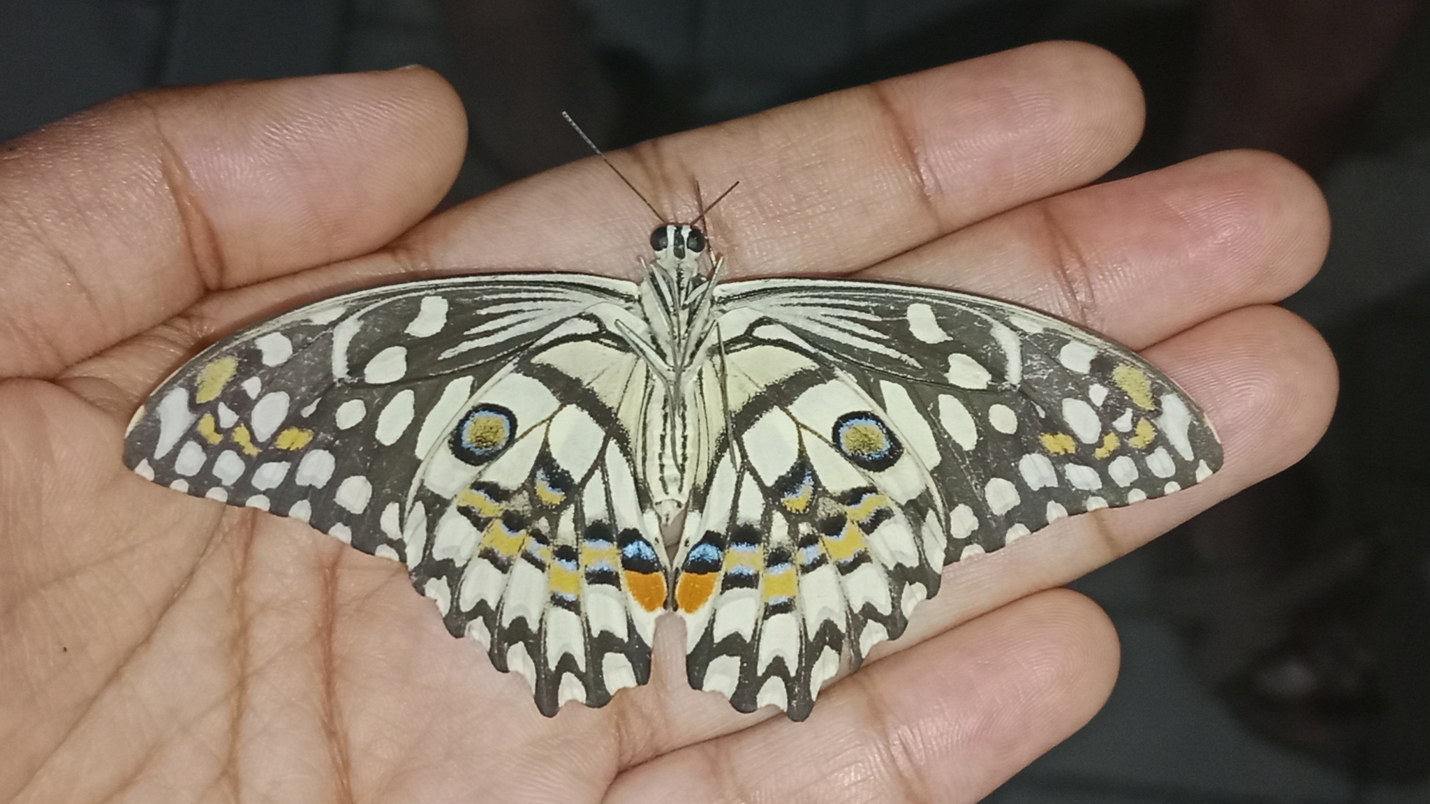 Lime Swallowtail