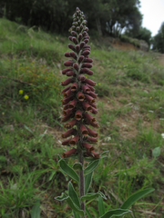 Digitalis parviflora