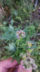 Rhopalomyia anthophila