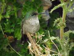 Oreotrochilus chimborazo