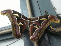 Archaeoattacus edwardsii