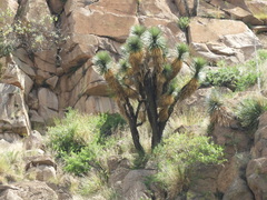 Yucca decipiens