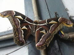 Archaeoattacus edwardsii