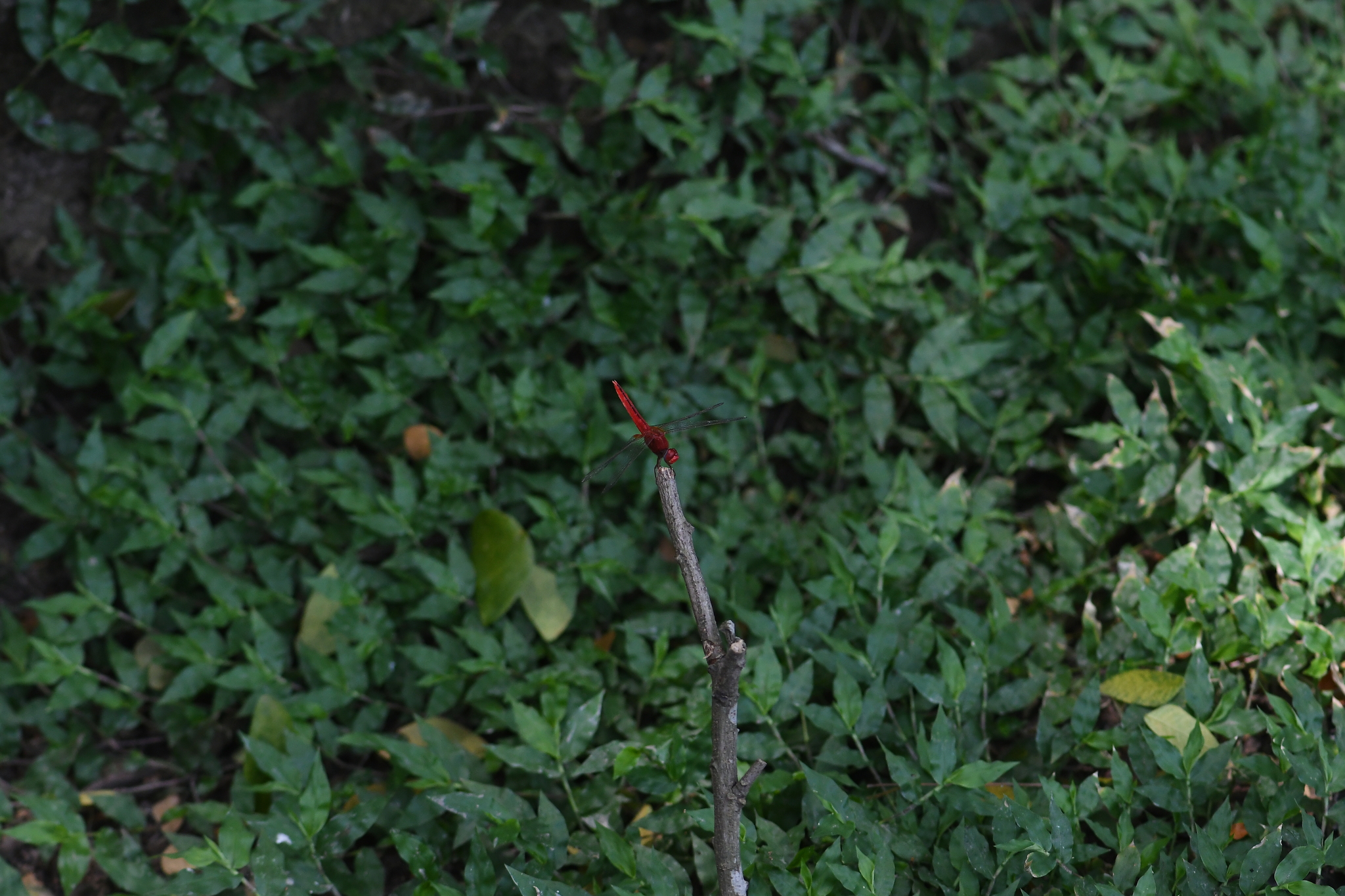 Scarlet Skimmer