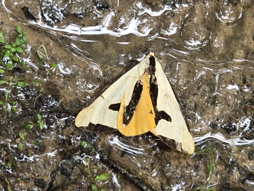 Clymene Moth photo 4