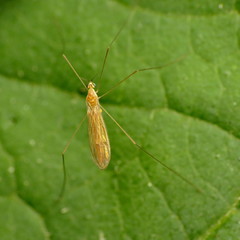 Gonomyia manca