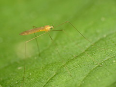 Gonomyia manca