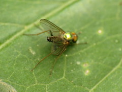 Diaphorinae
