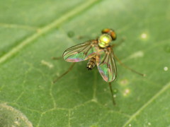 Diaphorinae