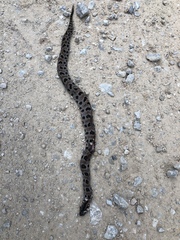 Sistrurus miliarius streckeri