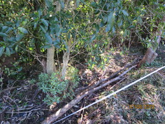 Haloragis erecta erecta