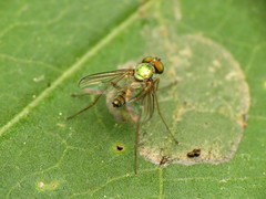 Diaphorinae