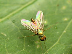 Diaphorinae