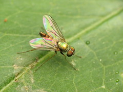 Diaphorinae