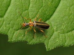 Podabrus brunnicollis