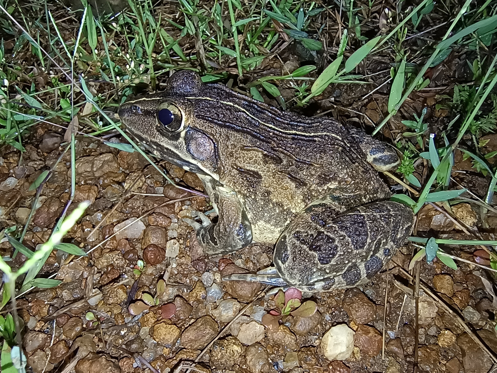 Indian Bull Frog