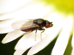 Paramyia