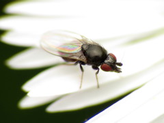 Paramyia