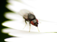 Paramyia