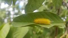 Lophocampa annulosa