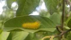 Lophocampa annulosa