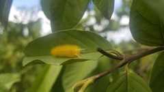 Lophocampa annulosa