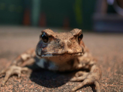 Bufo formosus